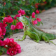 A green iguana in Pembroke Pines, Florida.